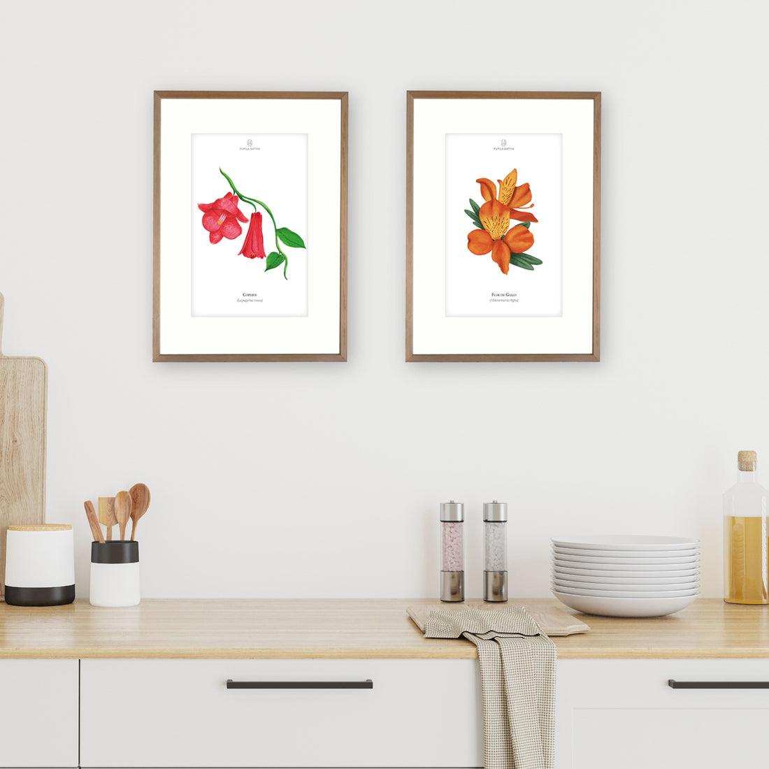 Lámina Flor de Gallo