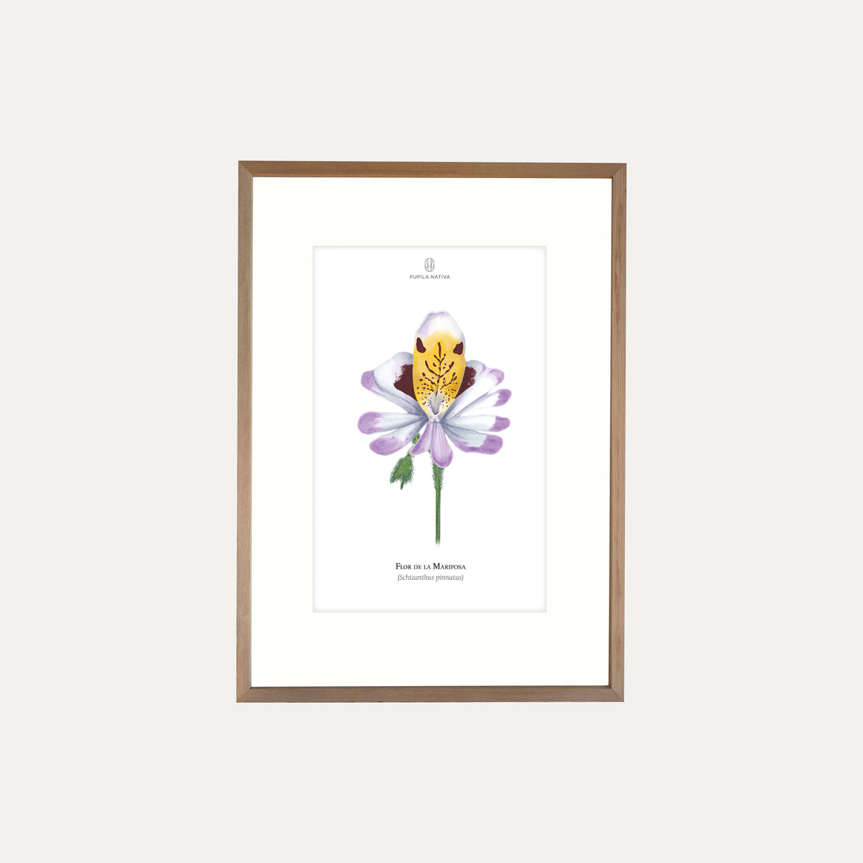 Lámina Flor de la Mariposa