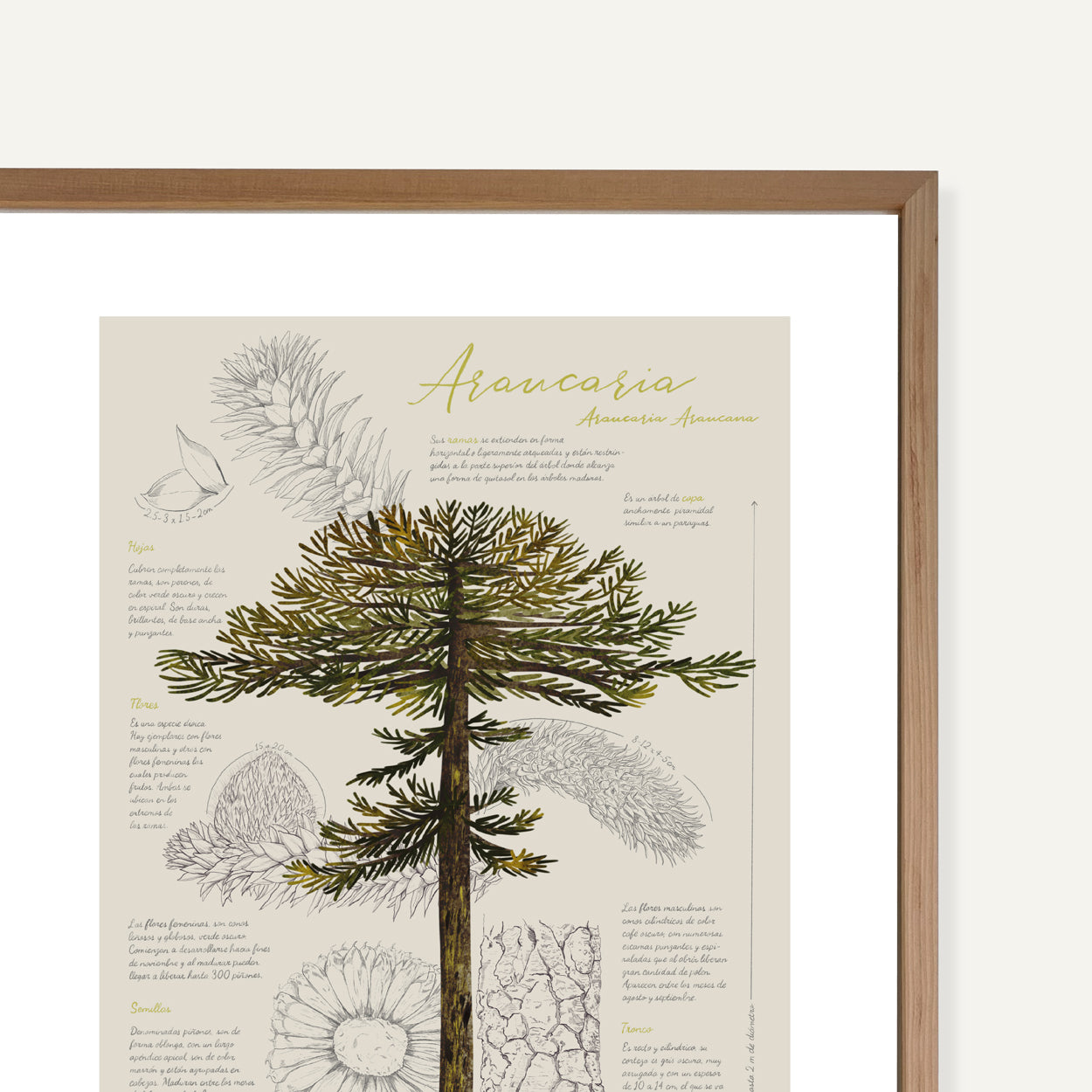 Infografía Araucaria