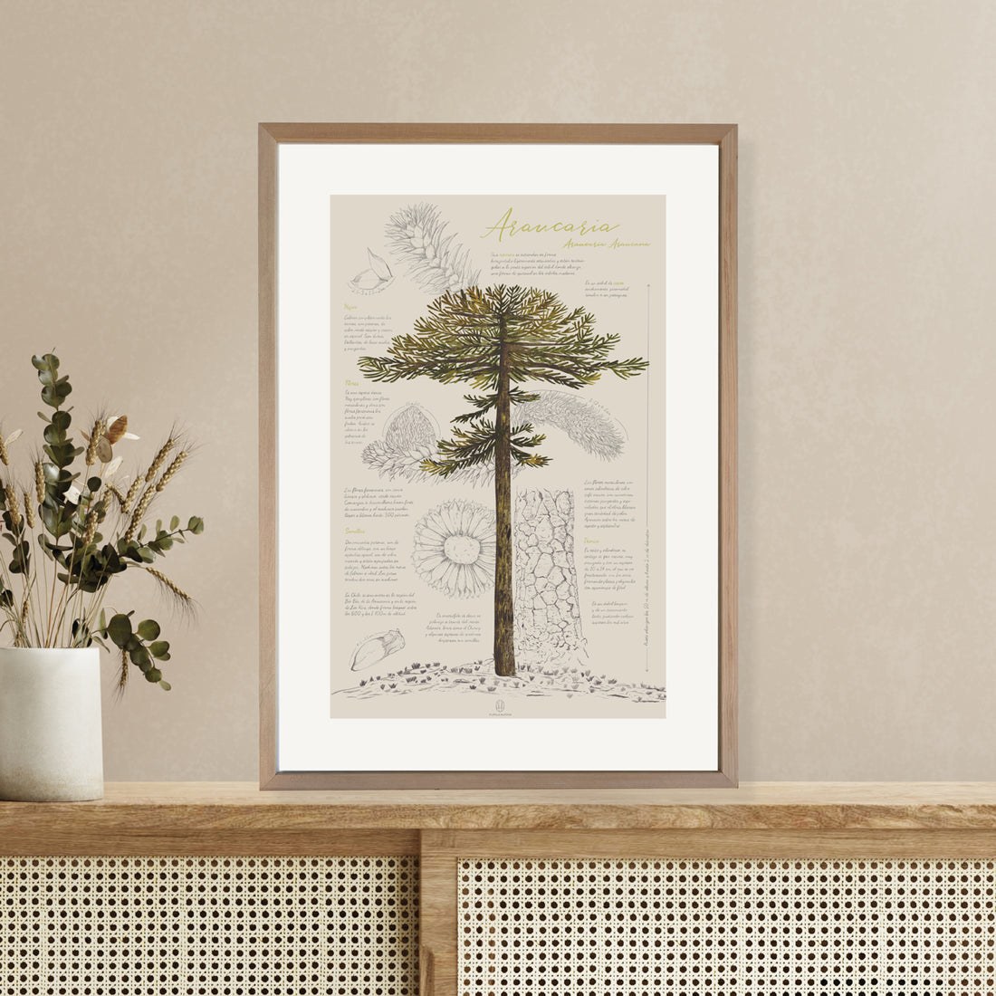 Infografía Araucaria