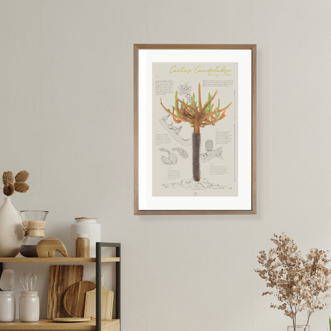 Infografía Cactus Candelabro