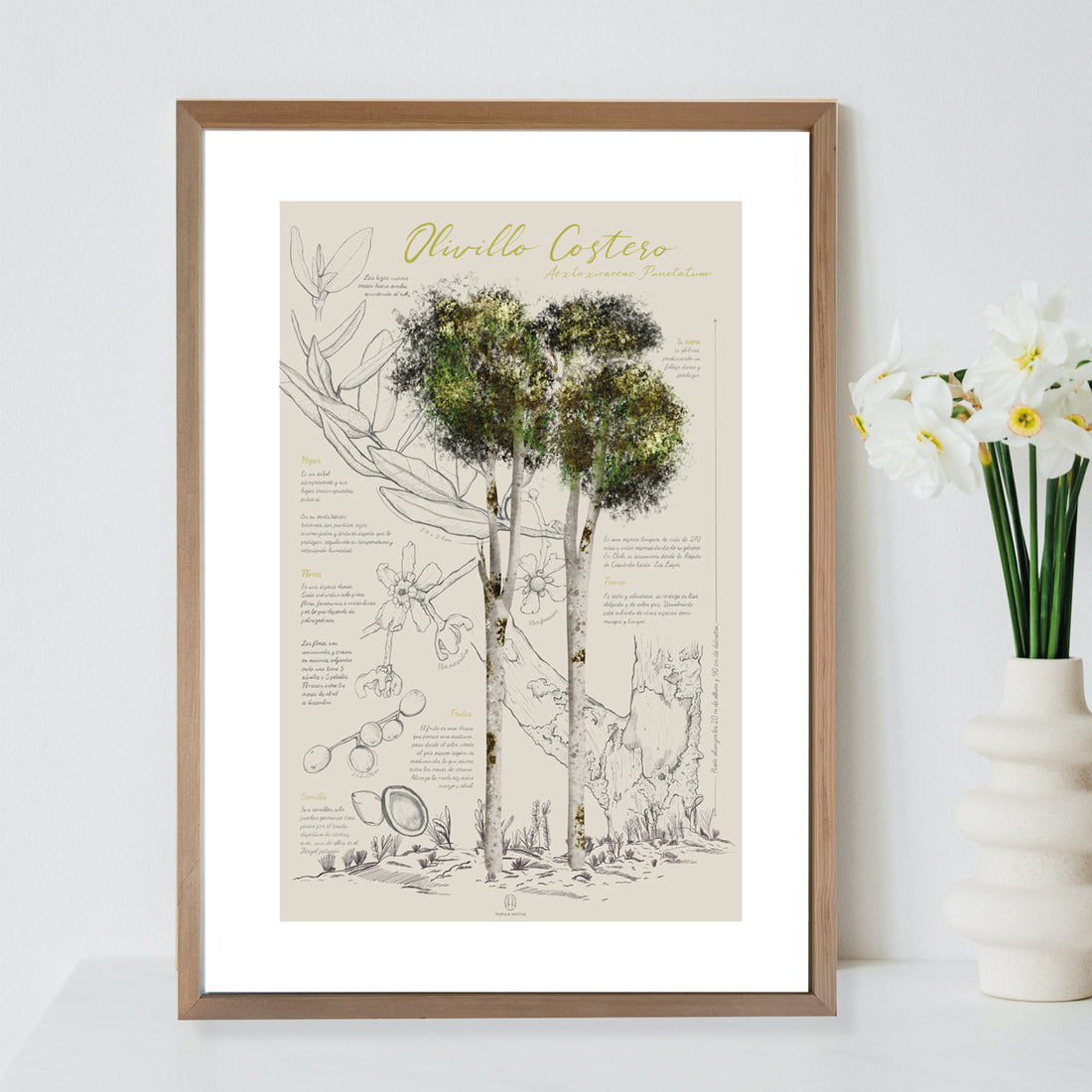 Infografía Olivillo