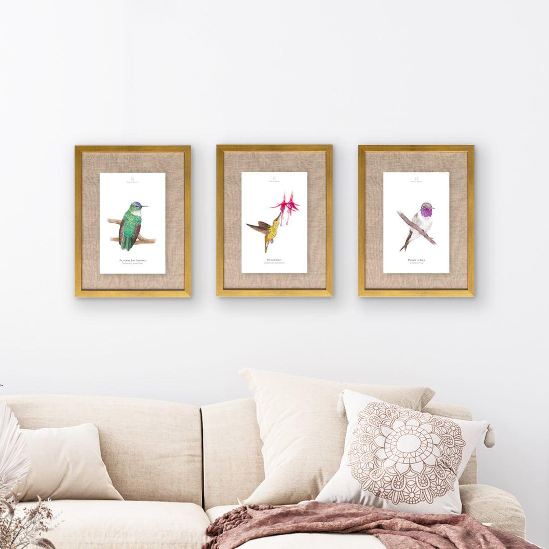 Lámina Picaflor de Juan Fernández