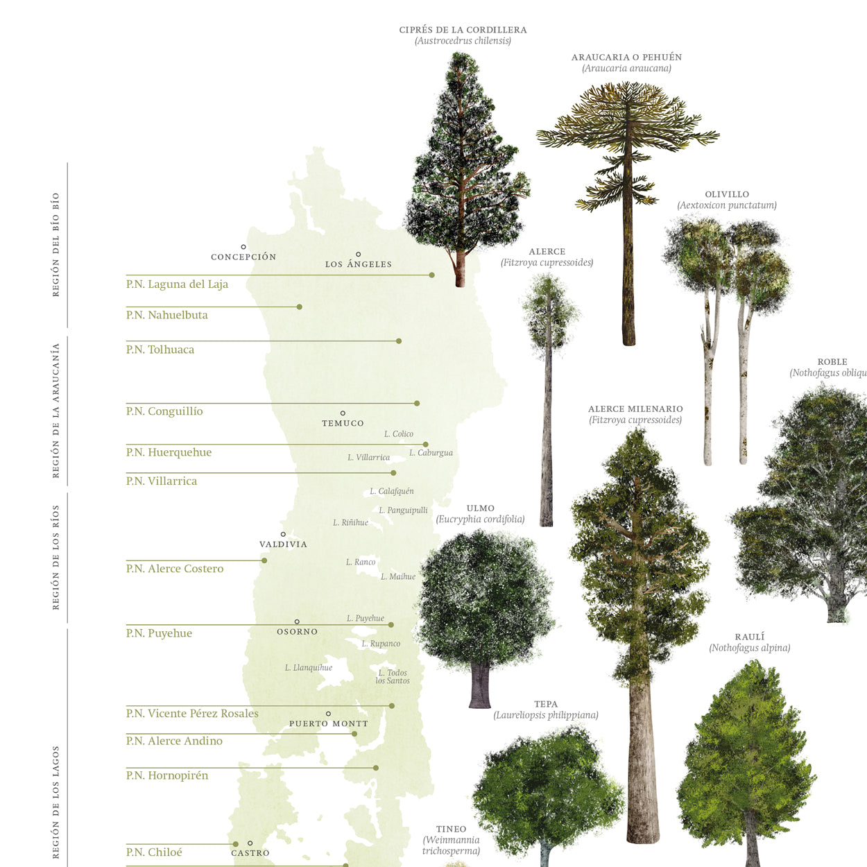 Mapa árboles nativos del sur de Chile