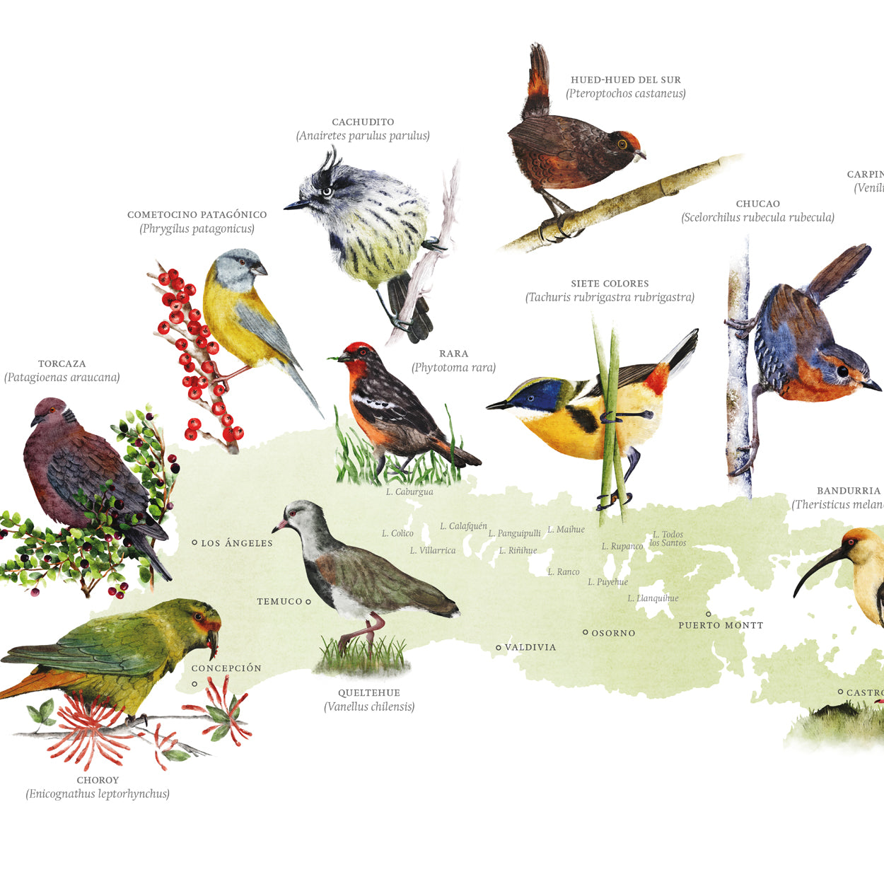 Mapa aves nativas del sur de Chile