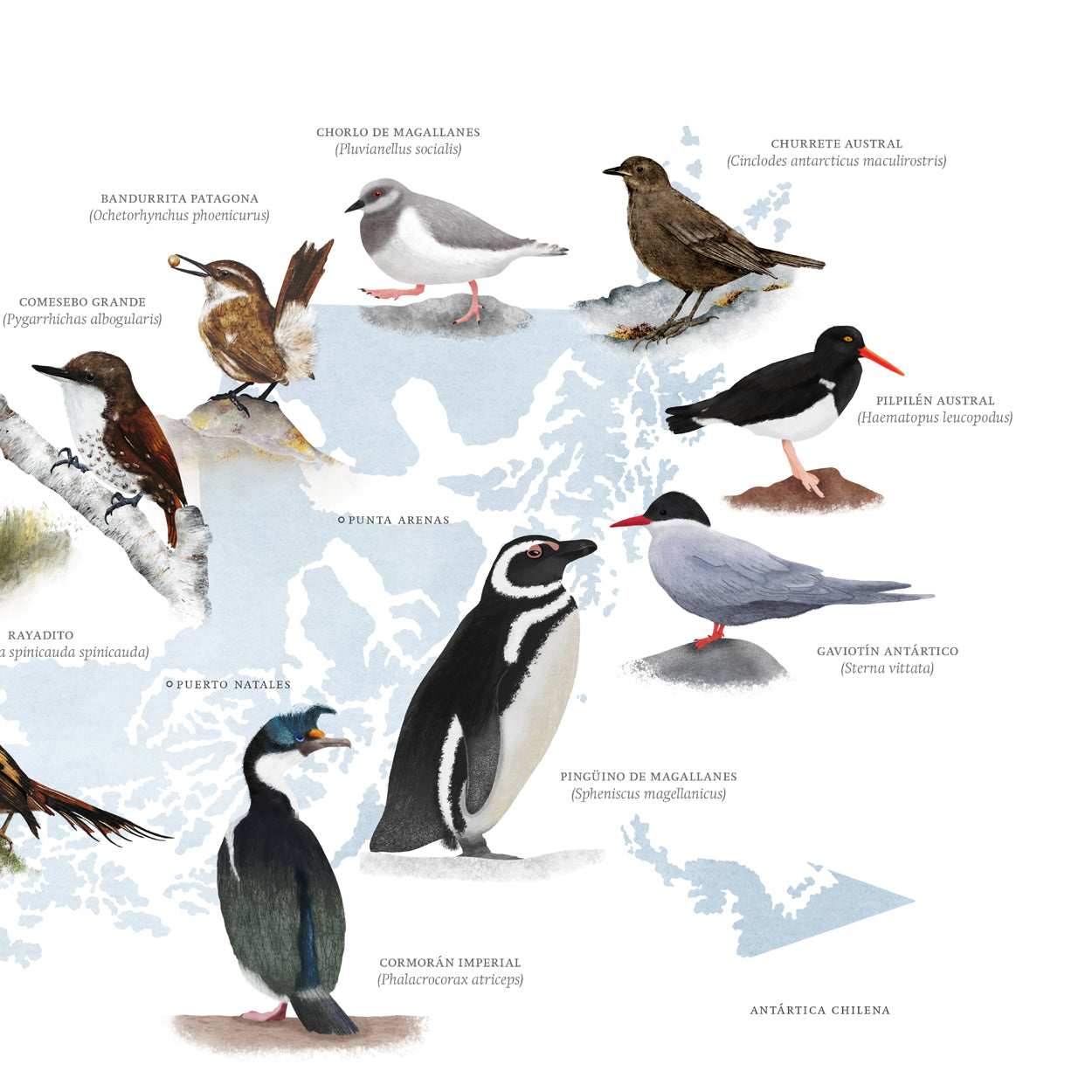 Mapa aves nativas del sur de Chile