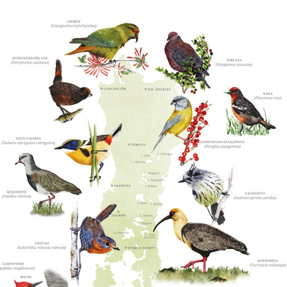 Mapa aves nativas del sur de Chile