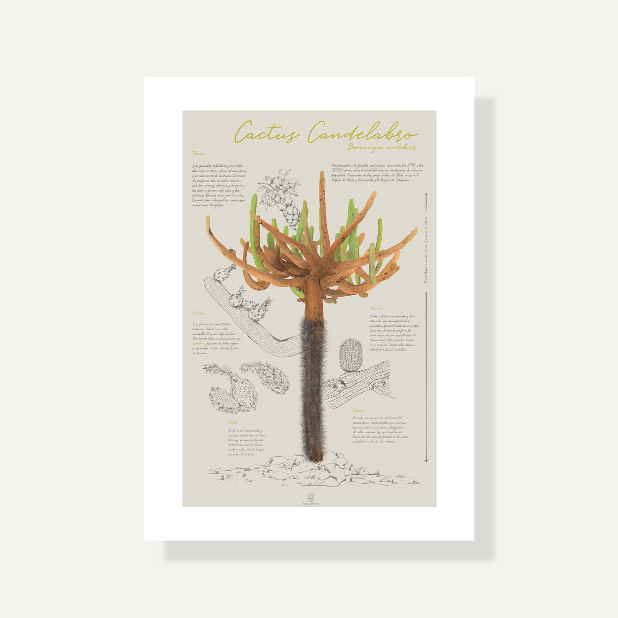 Infografía Cactus Candelabro
