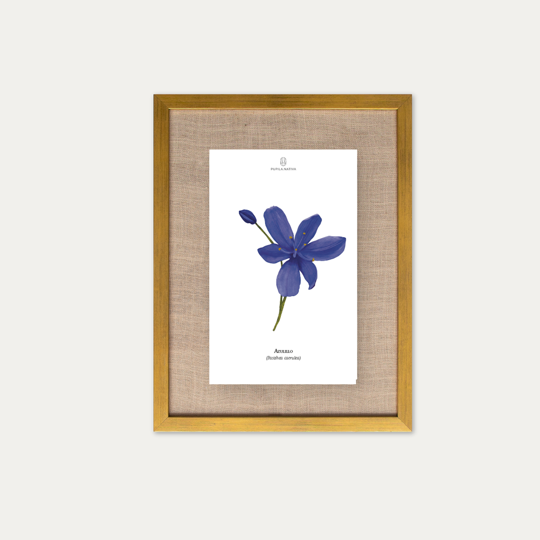 Lámina Azulillo