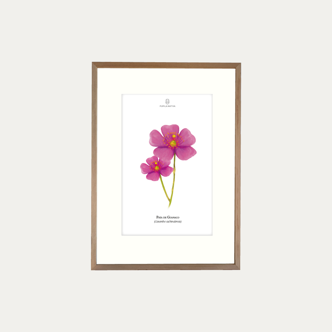 Lámina Pata de Guanaco