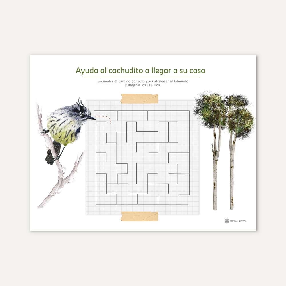 2da Edición Block actividades aves de Chile