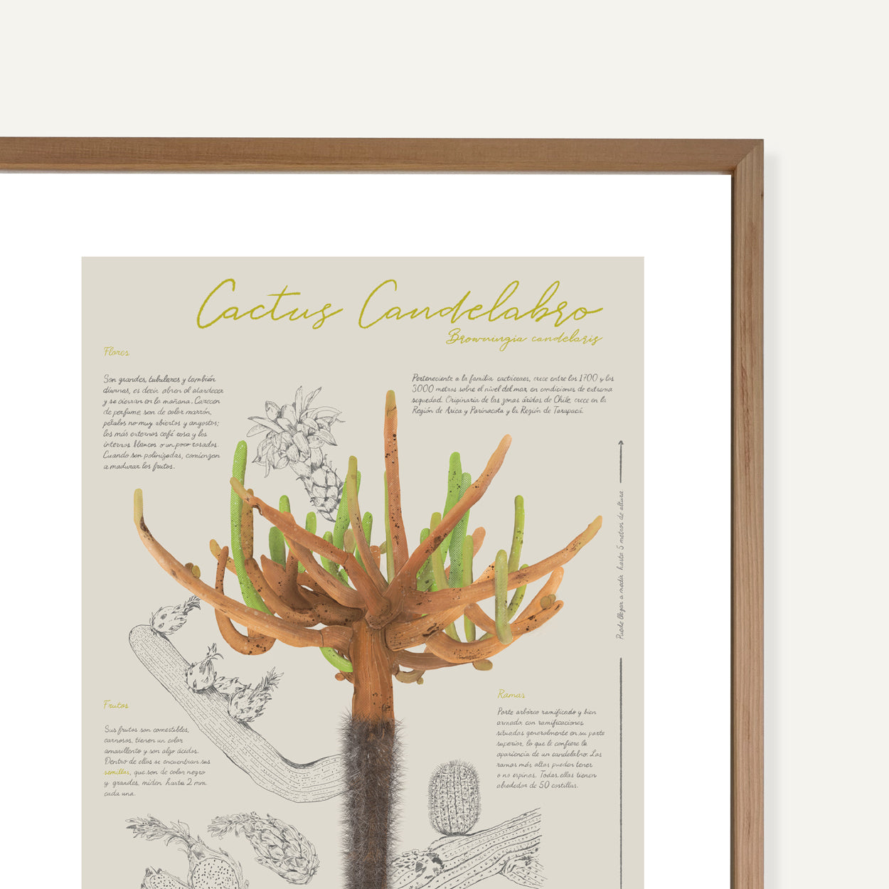 Infografía Cactus Candelabro