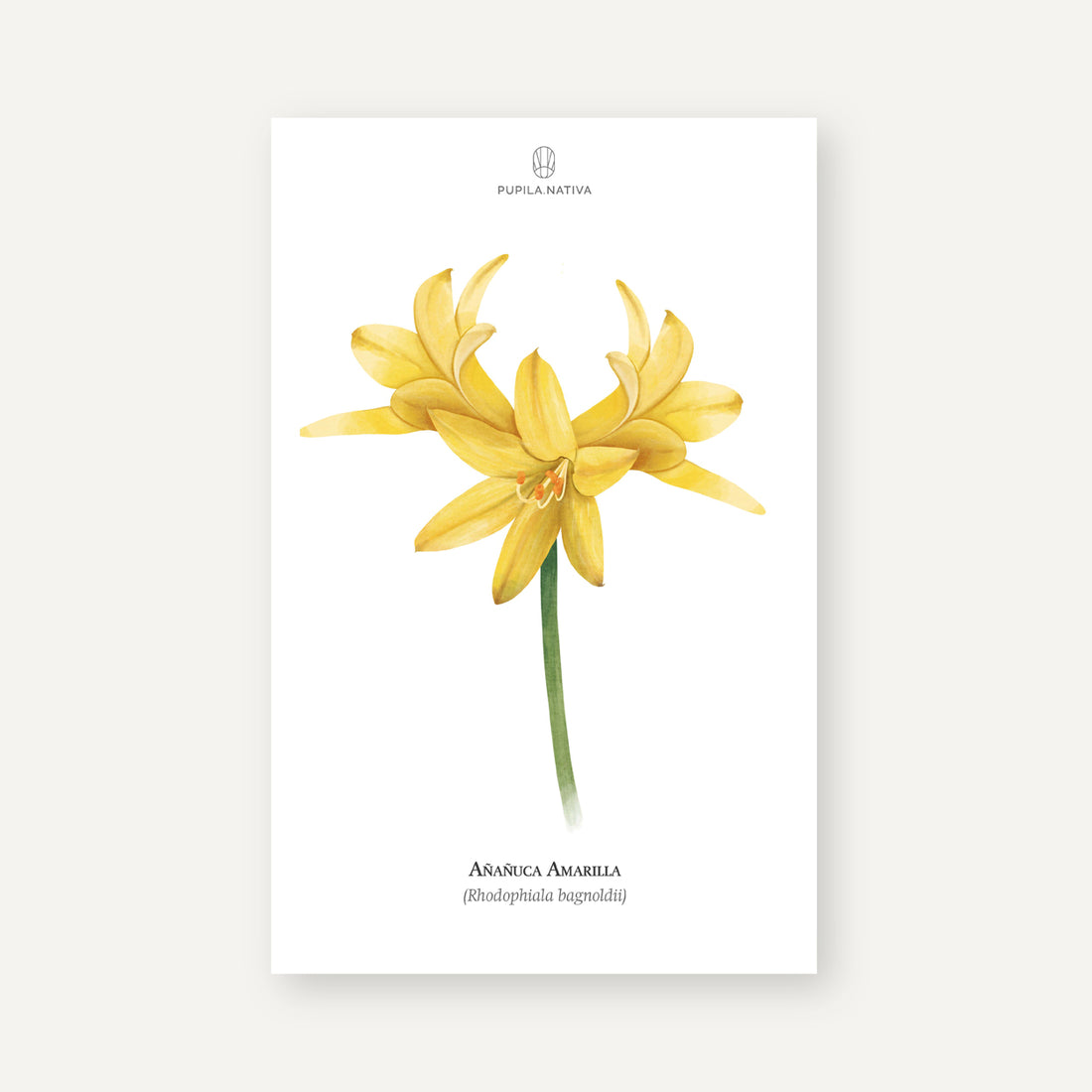 Lámina Añañuca Amarilla