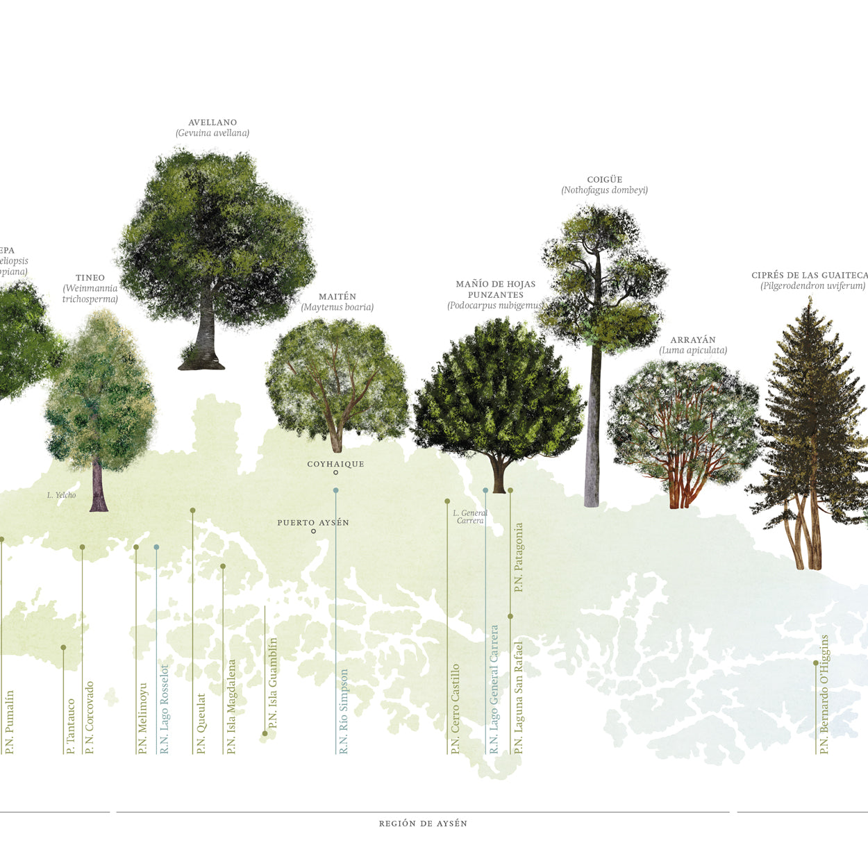 Mapa árboles nativos del sur de Chile