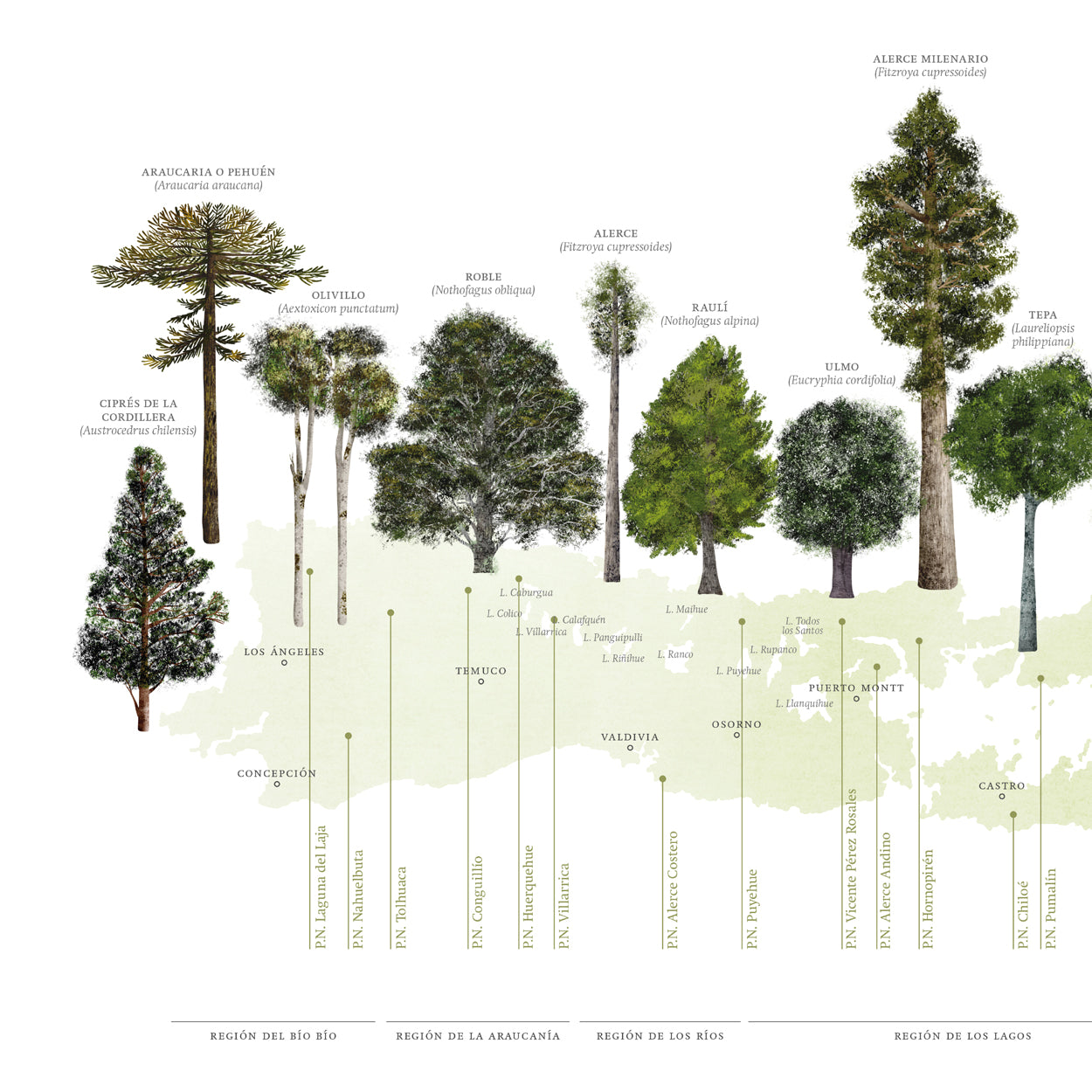 Mapa árboles nativos del sur de Chile