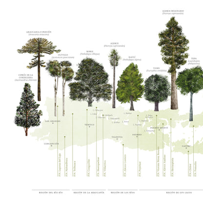 Mapa árboles nativos del sur de Chile