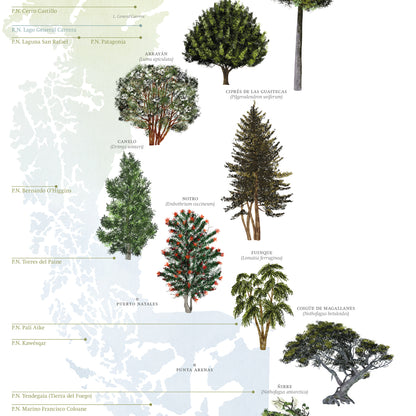 Mapa árboles nativos del sur de Chile