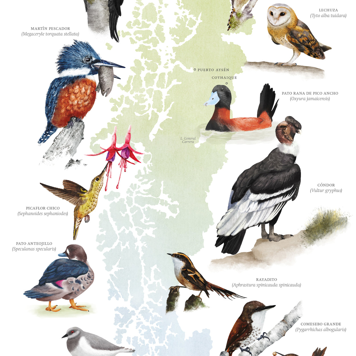 Mapa aves nativas del sur de Chile