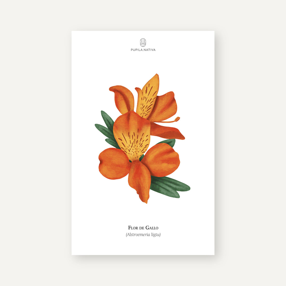 Lámina Flor de Gallo