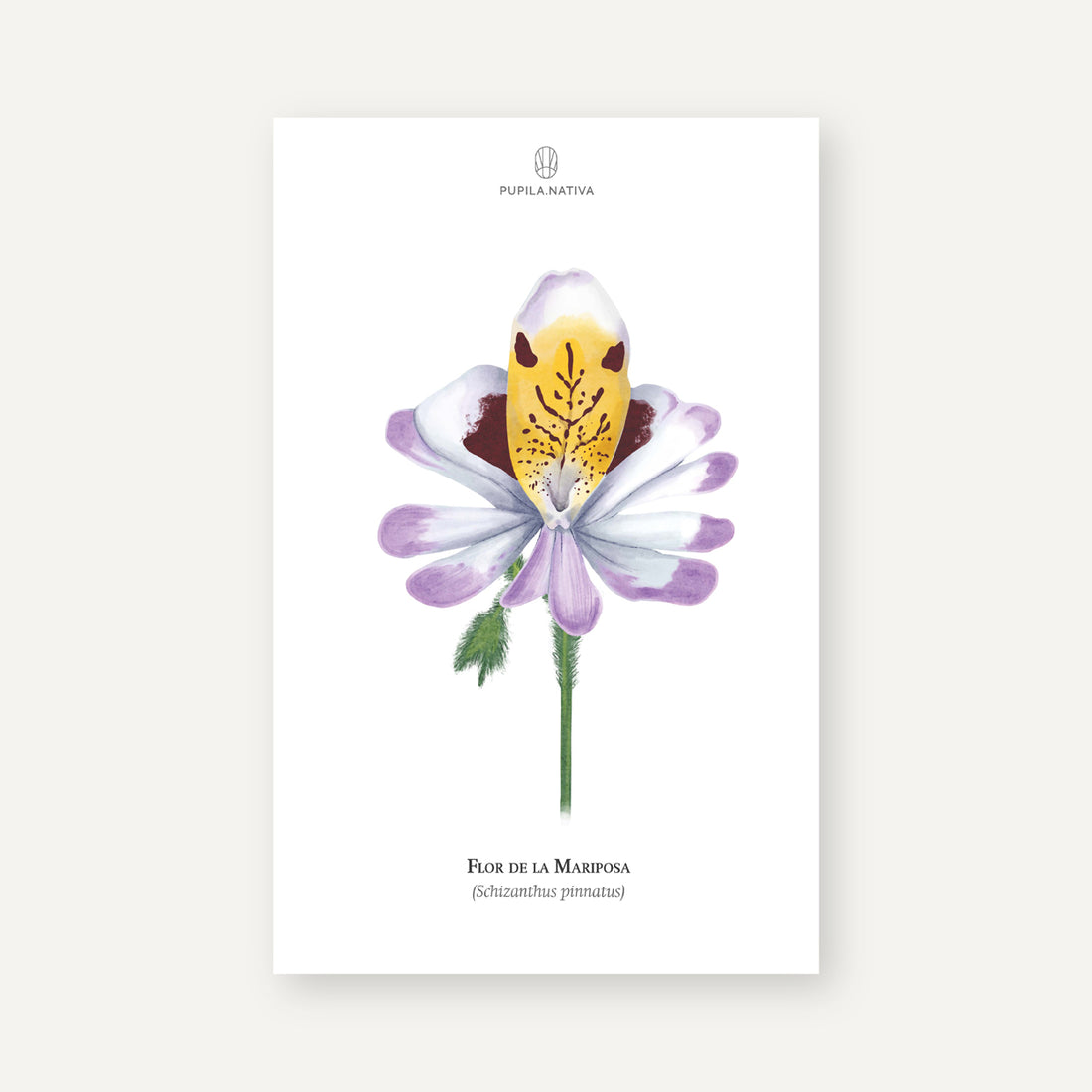 Lámina Flor de la Mariposa