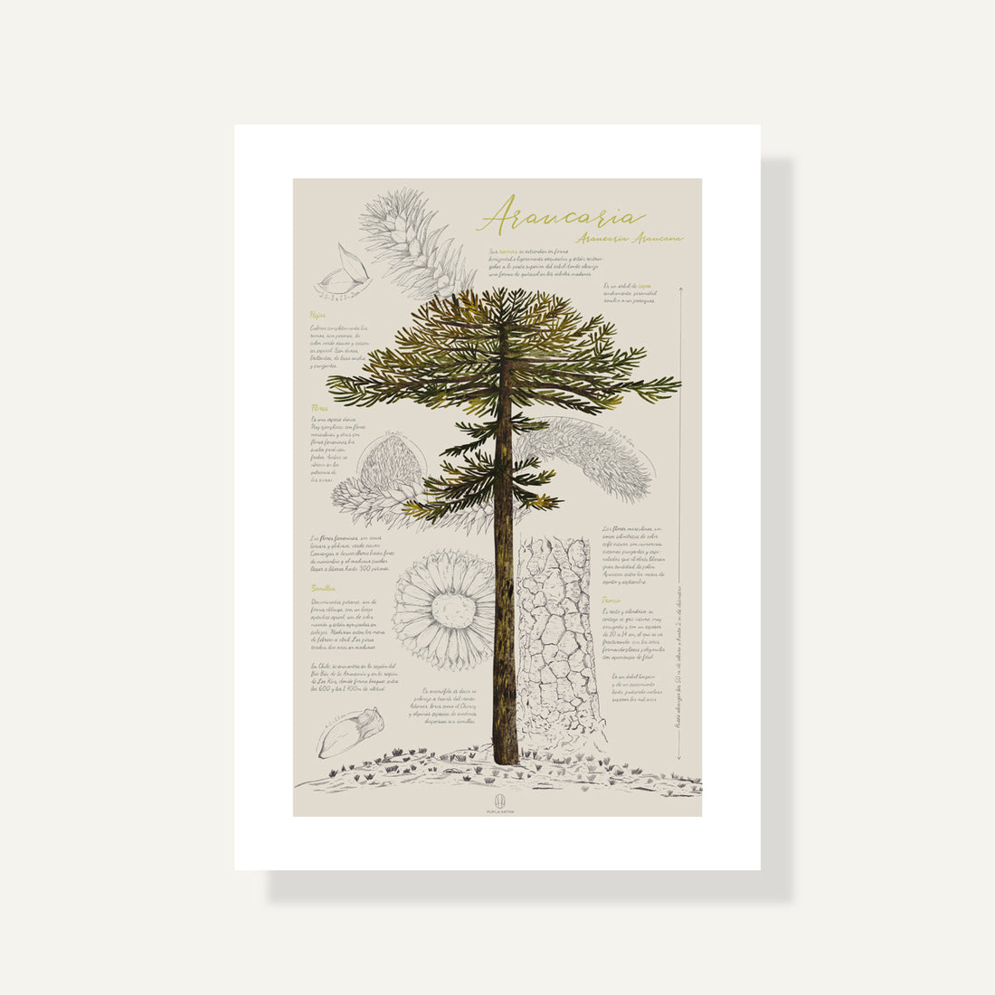 Infografía Araucaria