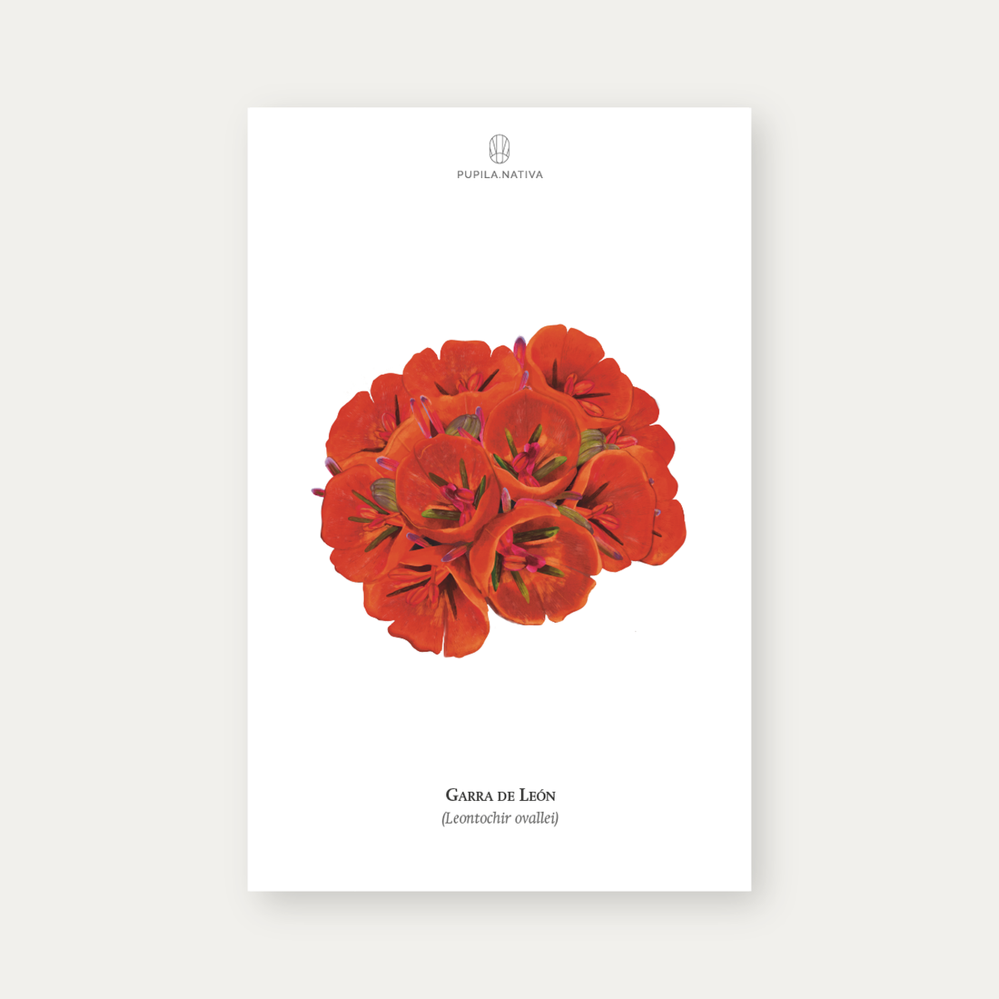 Lámina Garra de León