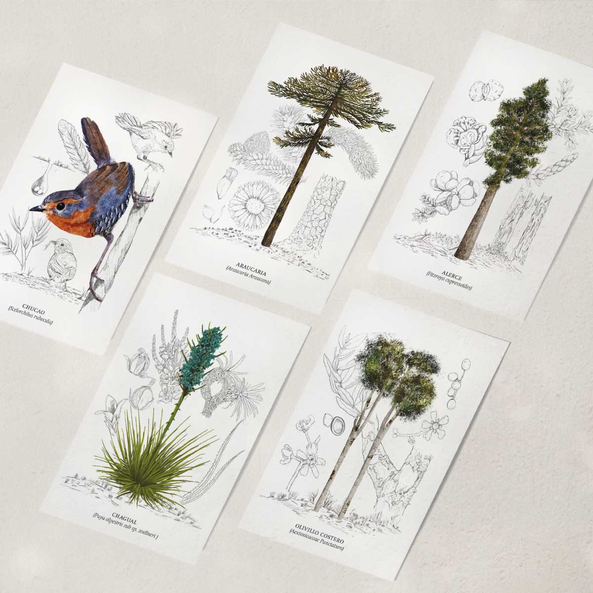 Pack 5 Postales Flora y Fauna de Chile