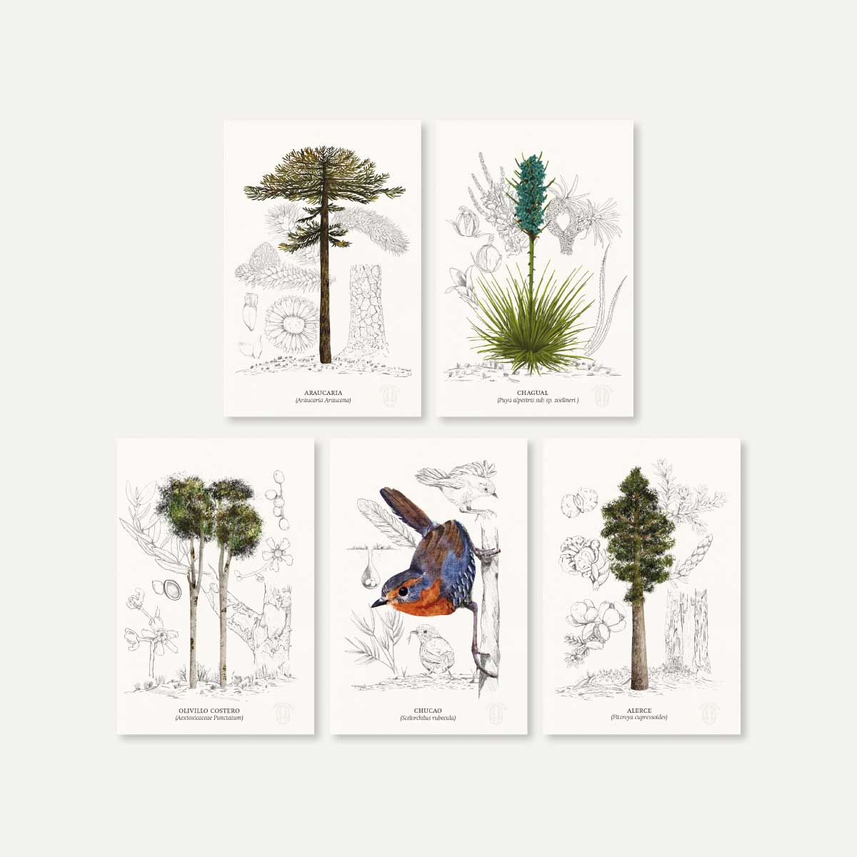 Pack 5 Postales Flora y Fauna de Chile